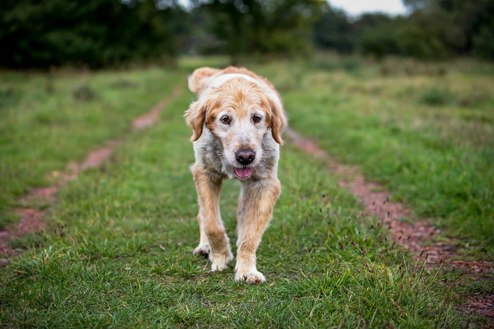 Hundefotoshooting Golden Retriever Bremen