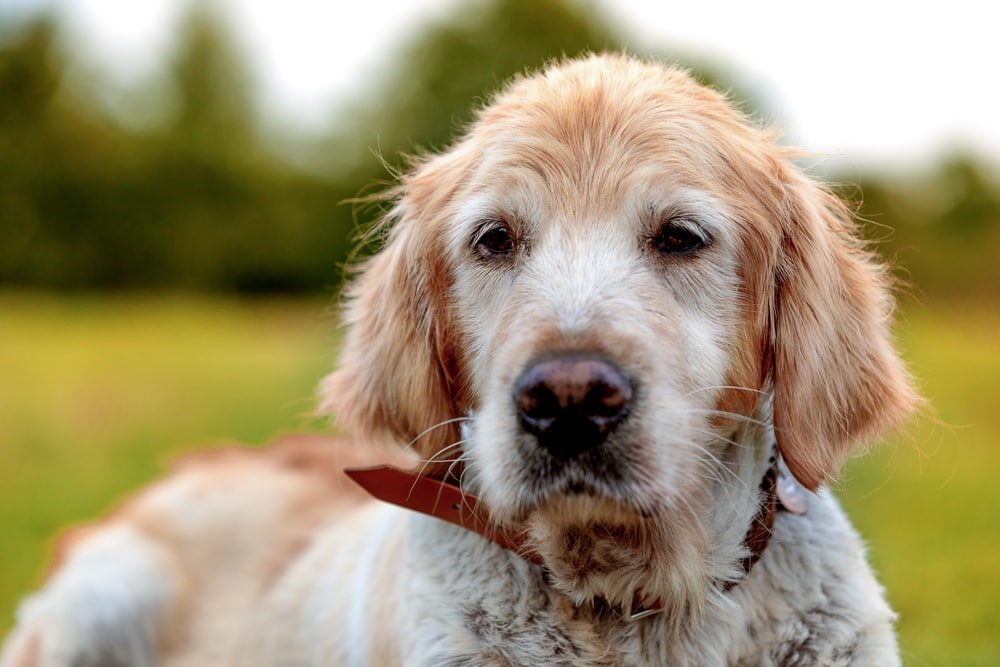 Hundeportrait Golden Retriever Bremen