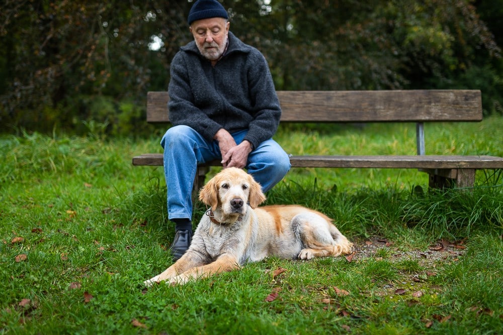 Hundefotoshooting Bremen Golden Retriever