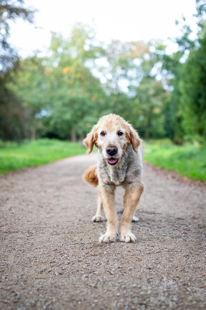 Hundefotoshooting Golden Retriever Bremen Oberneuland