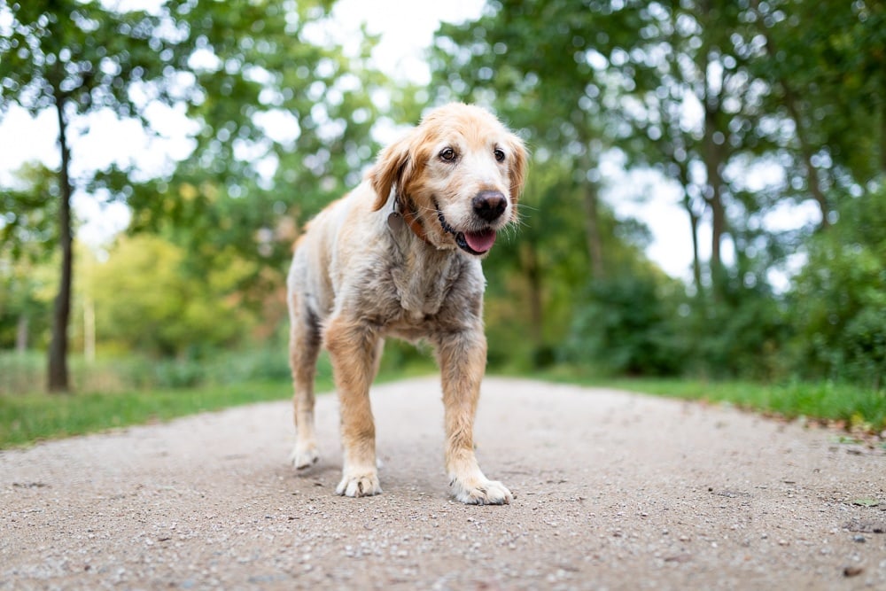 Fotoshooting mit Hund Golden Retriever