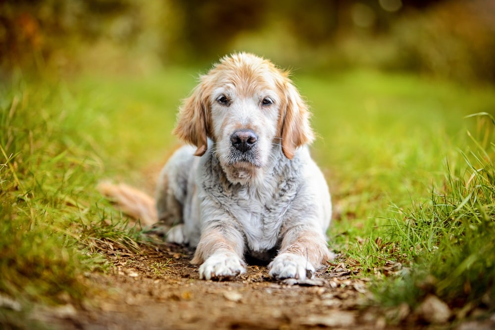 Golden Retriever Fotoshooting Bremen