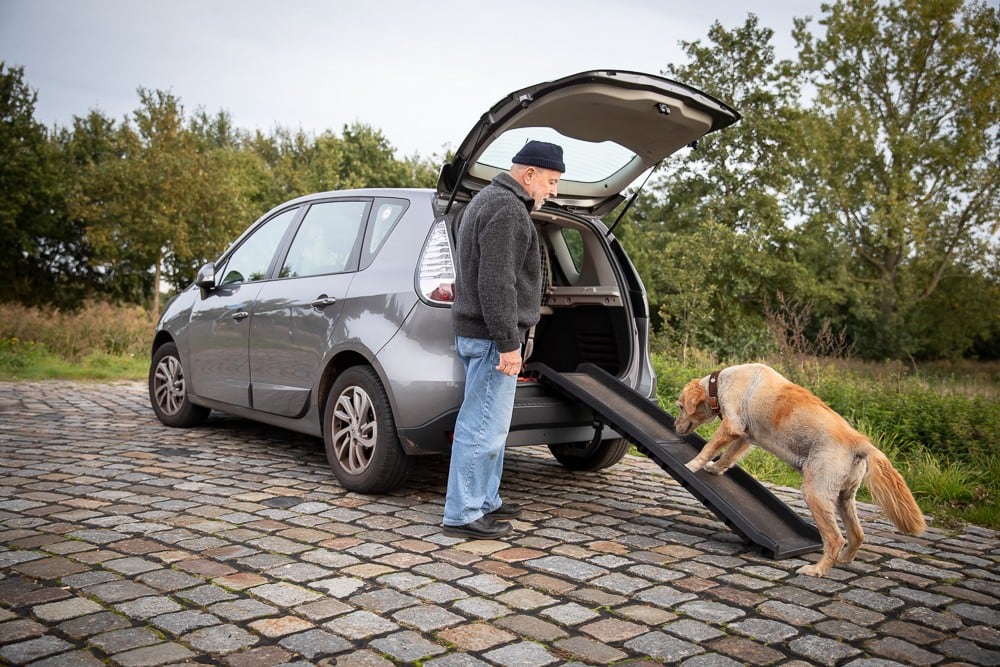 Golden Retriever auf Rampe in Auto