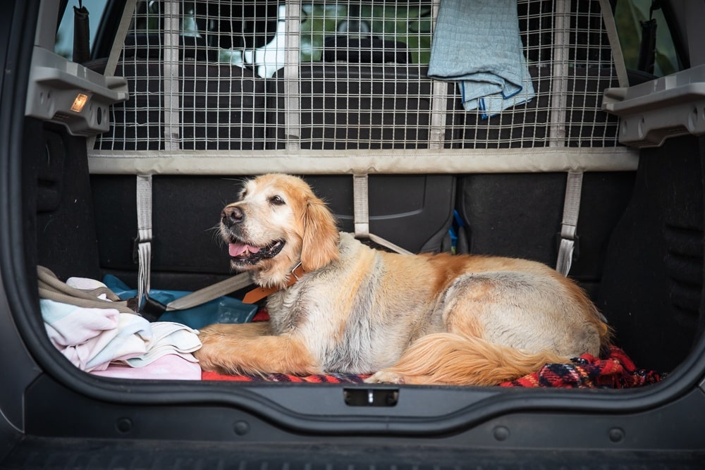 Golden Retriever im Kofferraum