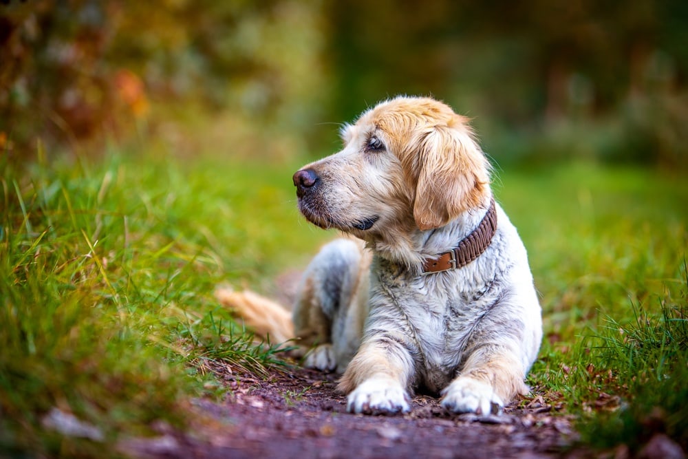 Hundefotoshooting Golden Retriever Bremen