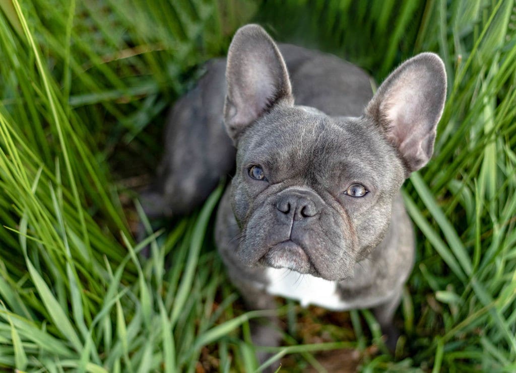 Französische Bulldogge in Gras sitzend
