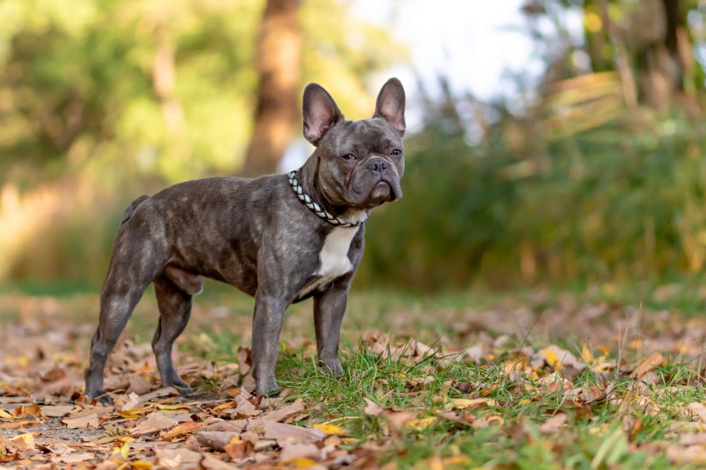Französische Bulldogge im Herbstlaub