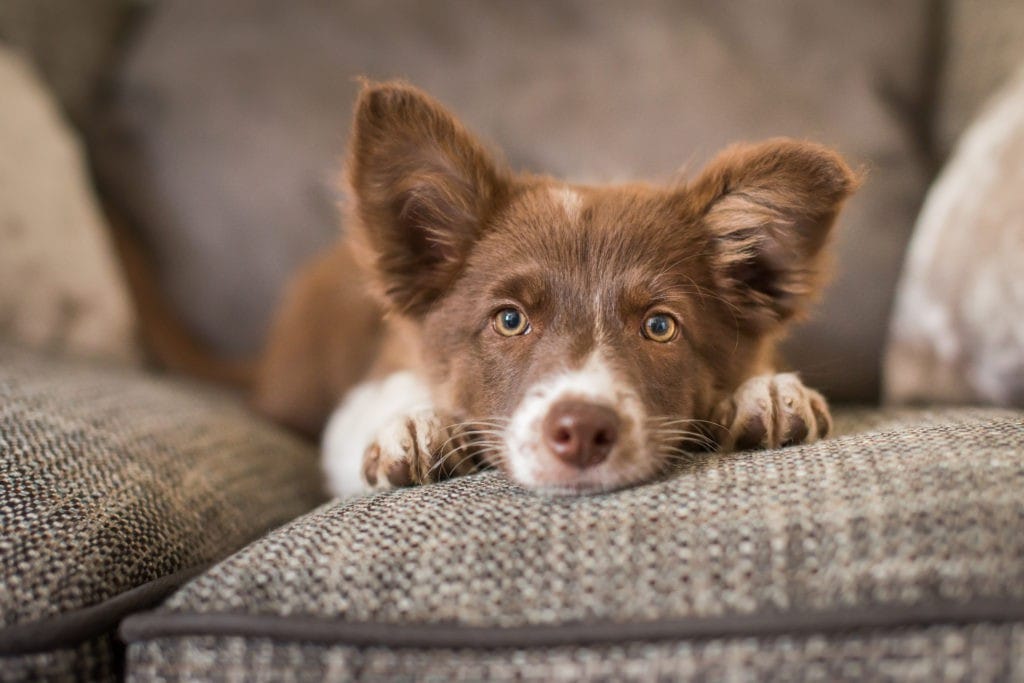 Hund auf Sofa liegend in Kamera schauend, Tierfotografie Tipps
