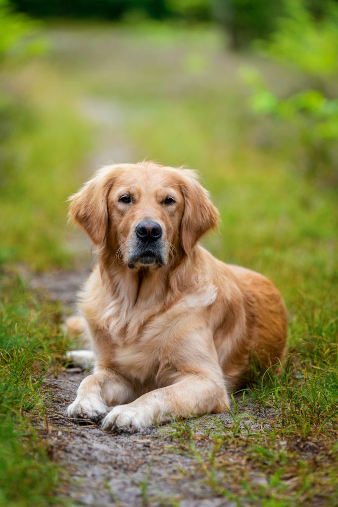 Portrait Golden Retriever Hundefotoshooting Bremen Lilienthal