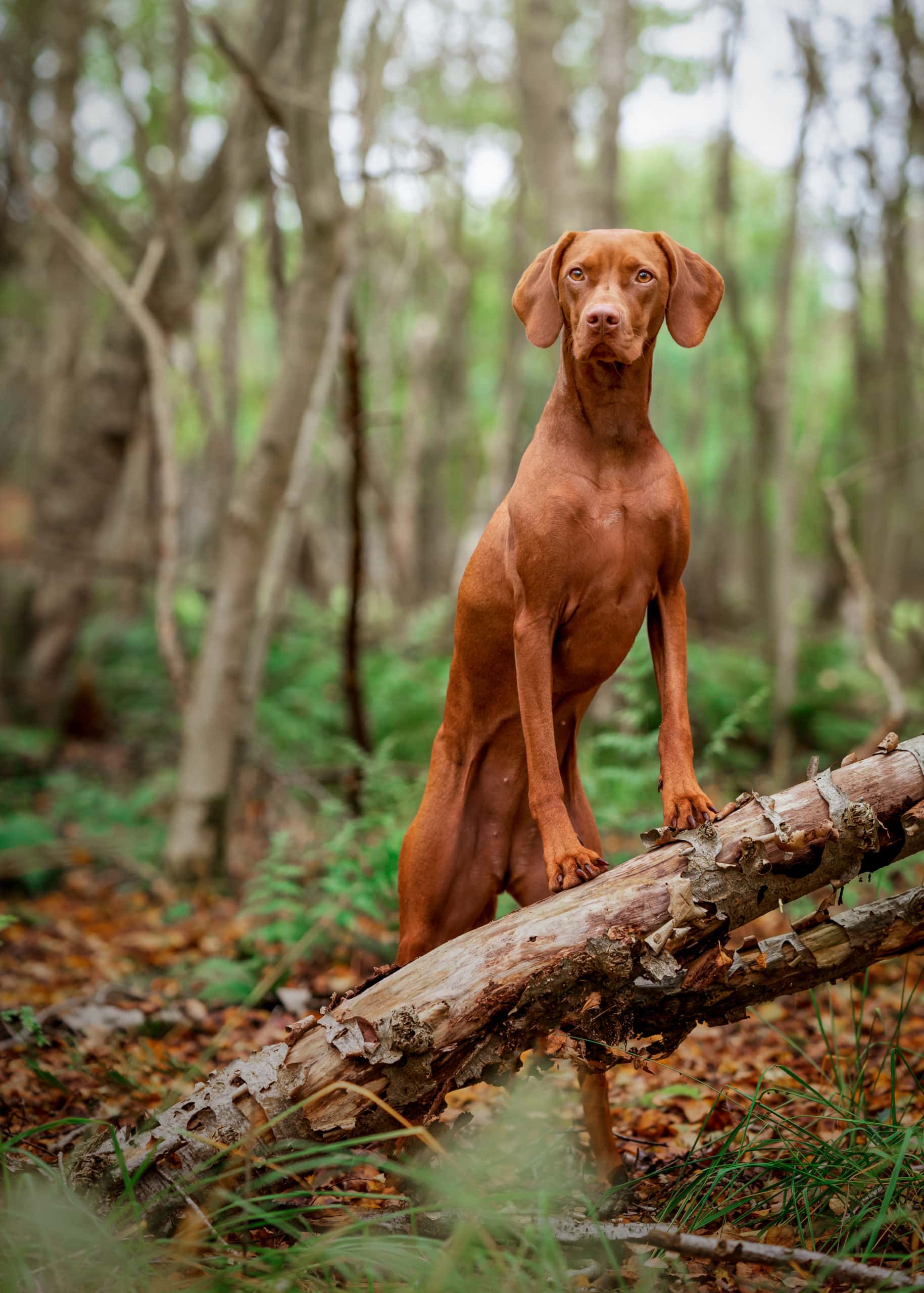 Hundefotos im Wald mit Vizsla auf Baumstamm stehend
