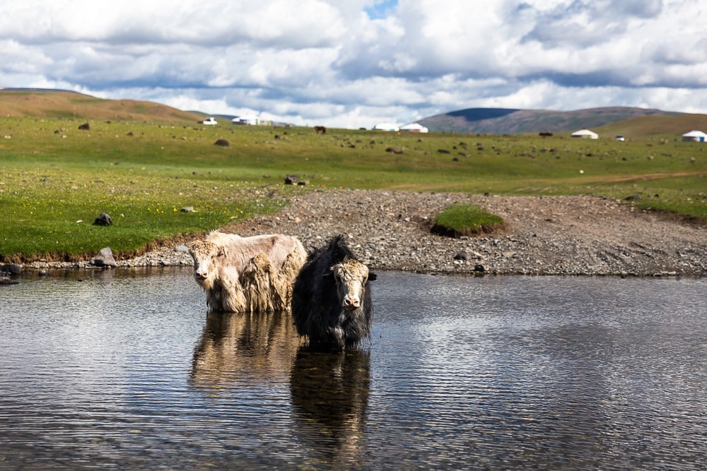 Reisereportage Mongolei Yak im Wasser Mongolei