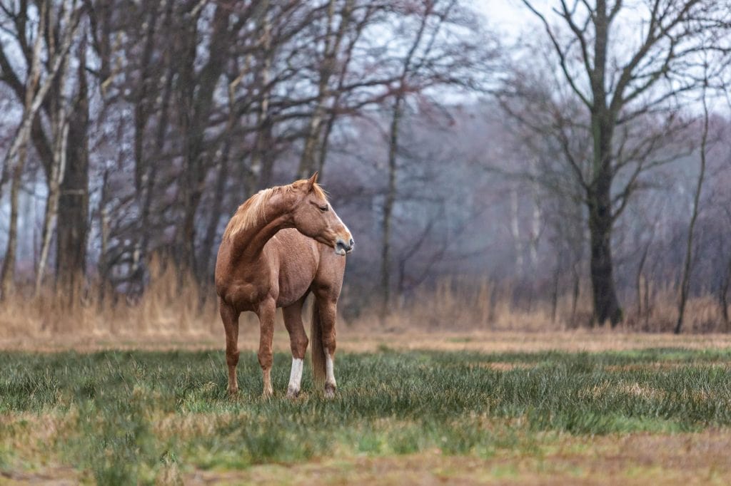 Pferd auf Weide im Winter, Tierfotografie Hamburg