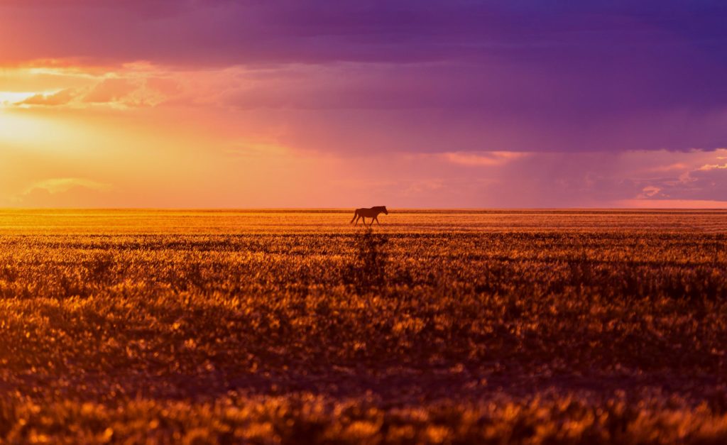 Pferd im Sonnenuntergang in der Wüste