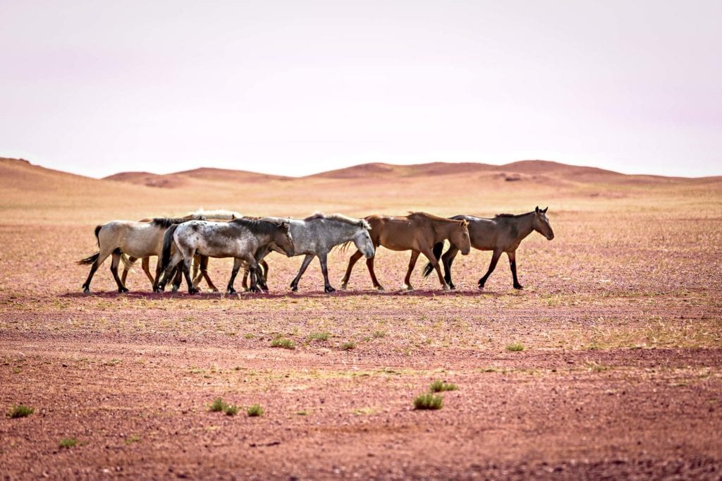 wildpferde wüste gobi