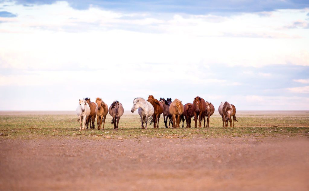 pferdefotografie wüste gobi mongolei