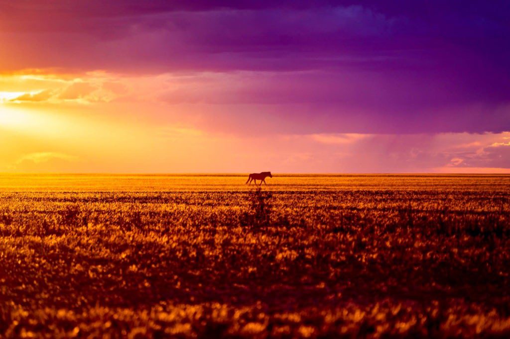 wildpferd im sonnenuntergang mongolei