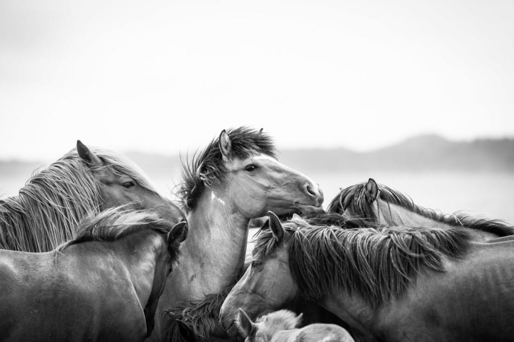 wilde pferdeherde mongolei
