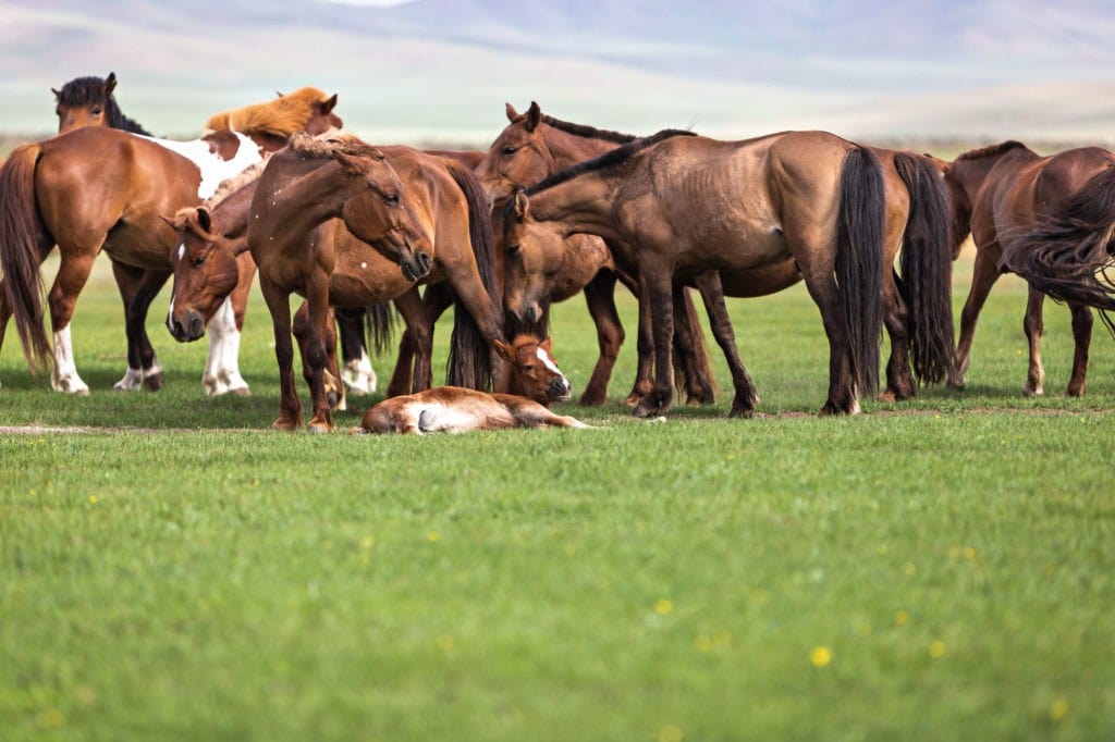 pferdefotografie mongolei