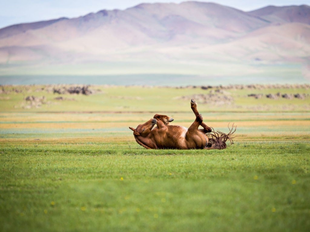 pferdefotografie mongolei