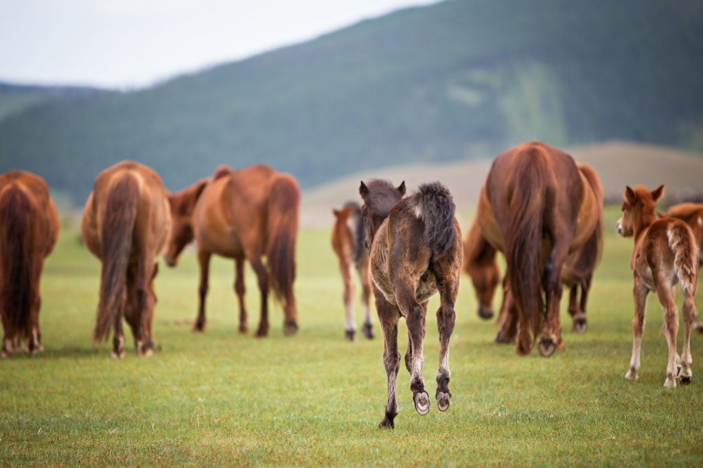 pferdeherde mit fohlen mongolei
