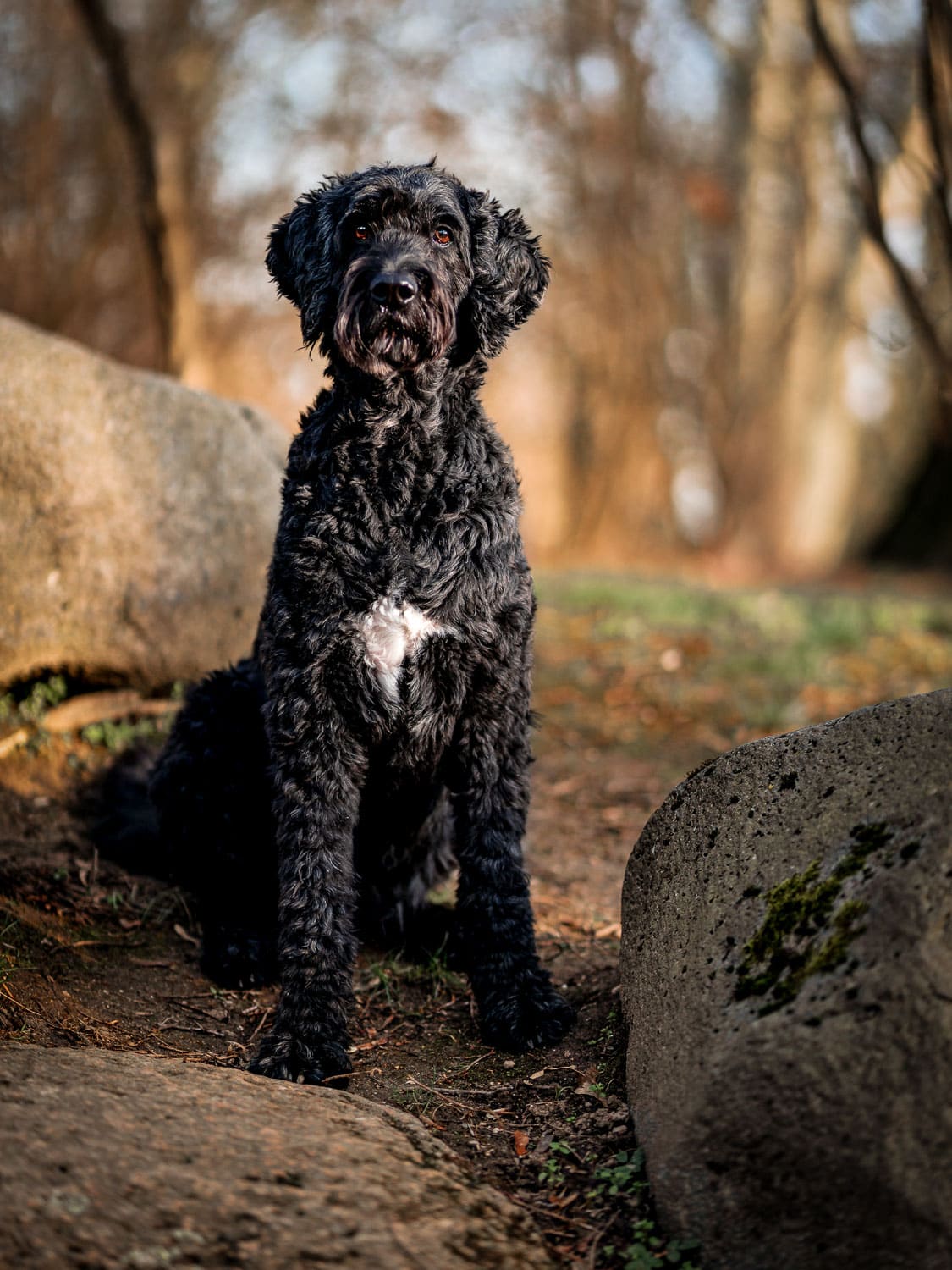 hundefotoshooting Leipzig voelkerschlachtdenkmal