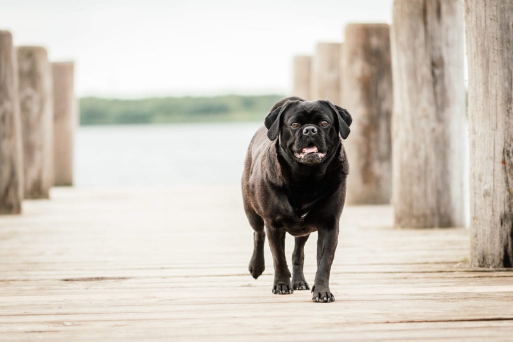 Hundefotografie Leipzig auf Bootssteg am See schwarzer Mops