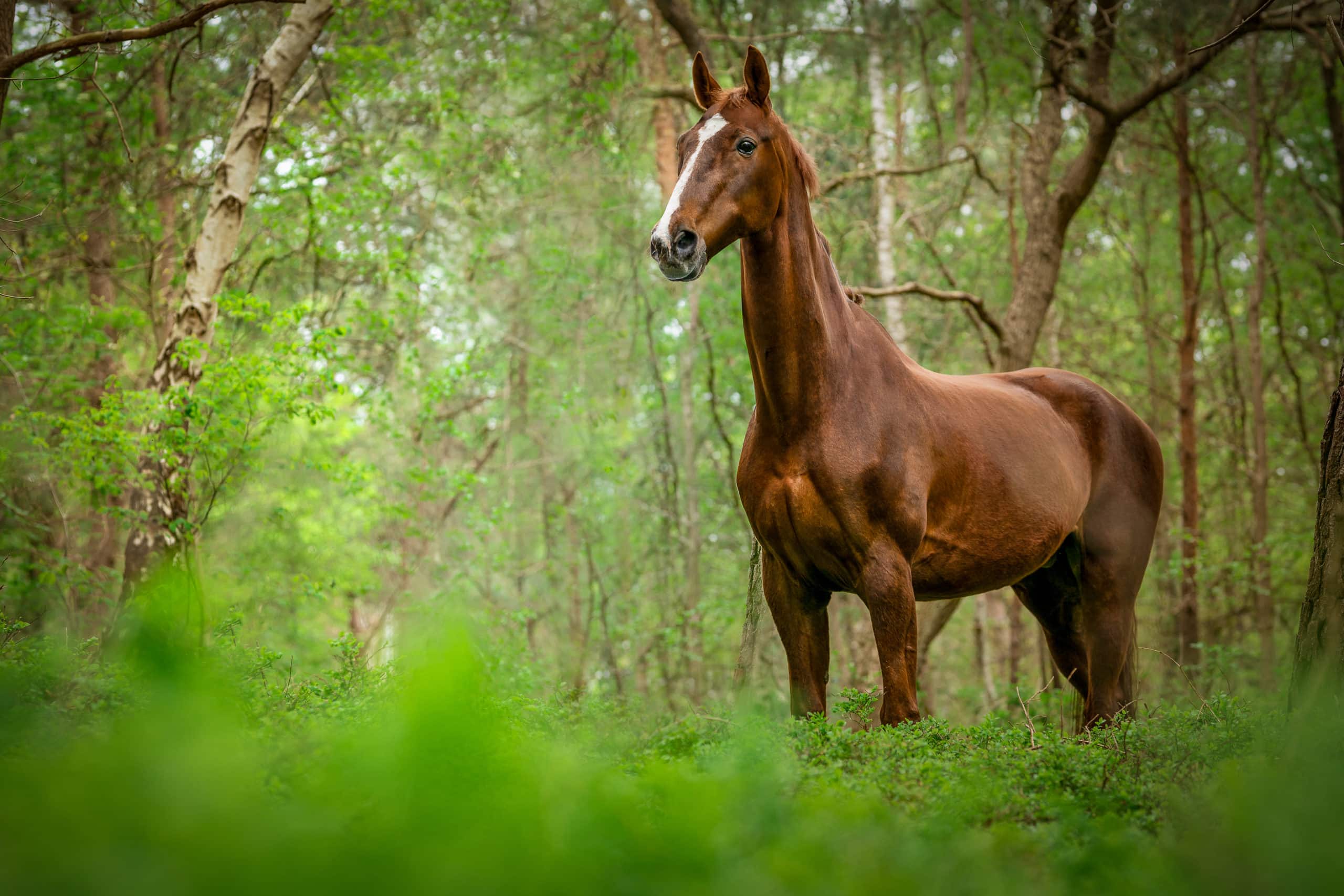 Pferdeportrait im Wald in Bremen