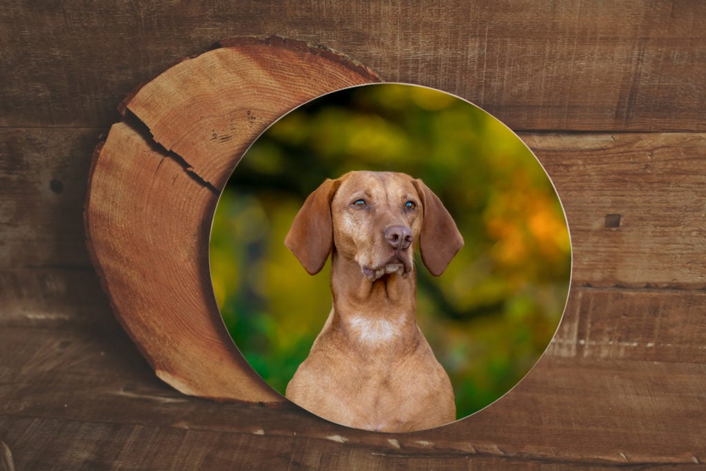 Runde Fotoblock aus Holz mit Hundefoto