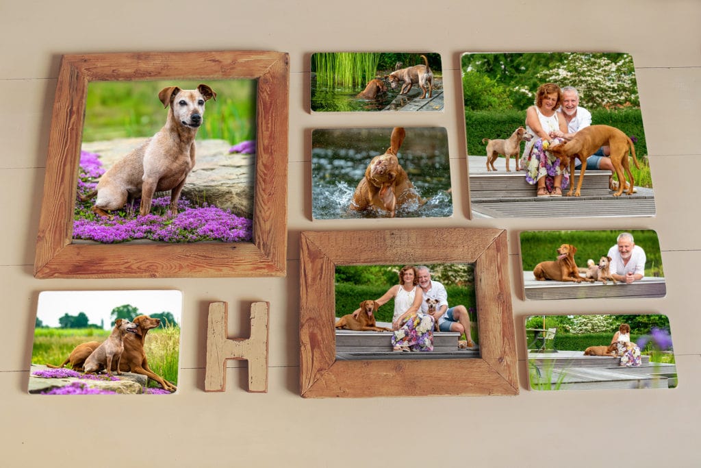 Wandgalerie aus holz mit Hundefotoshooting