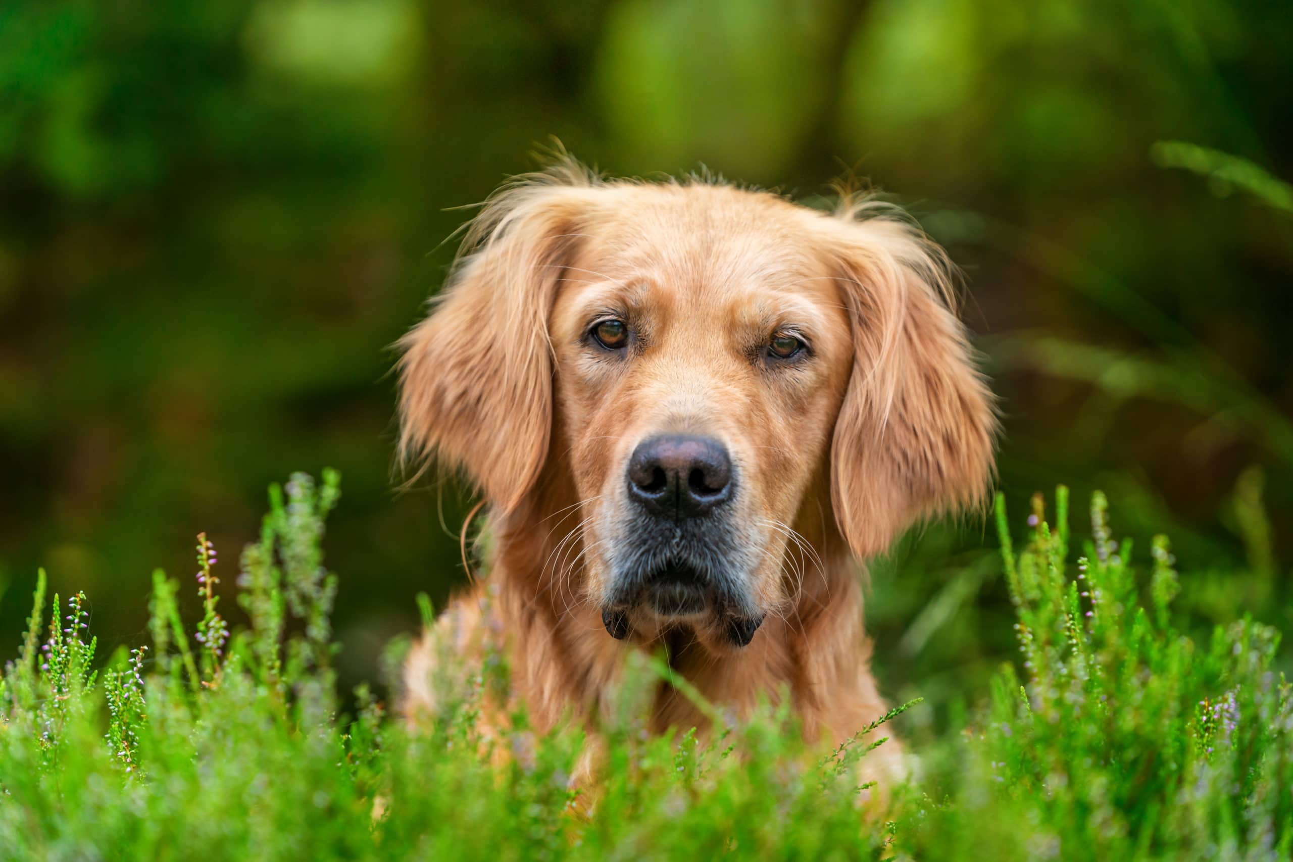 Golden Retriever in der Heide in Lilienthal bei Bremen