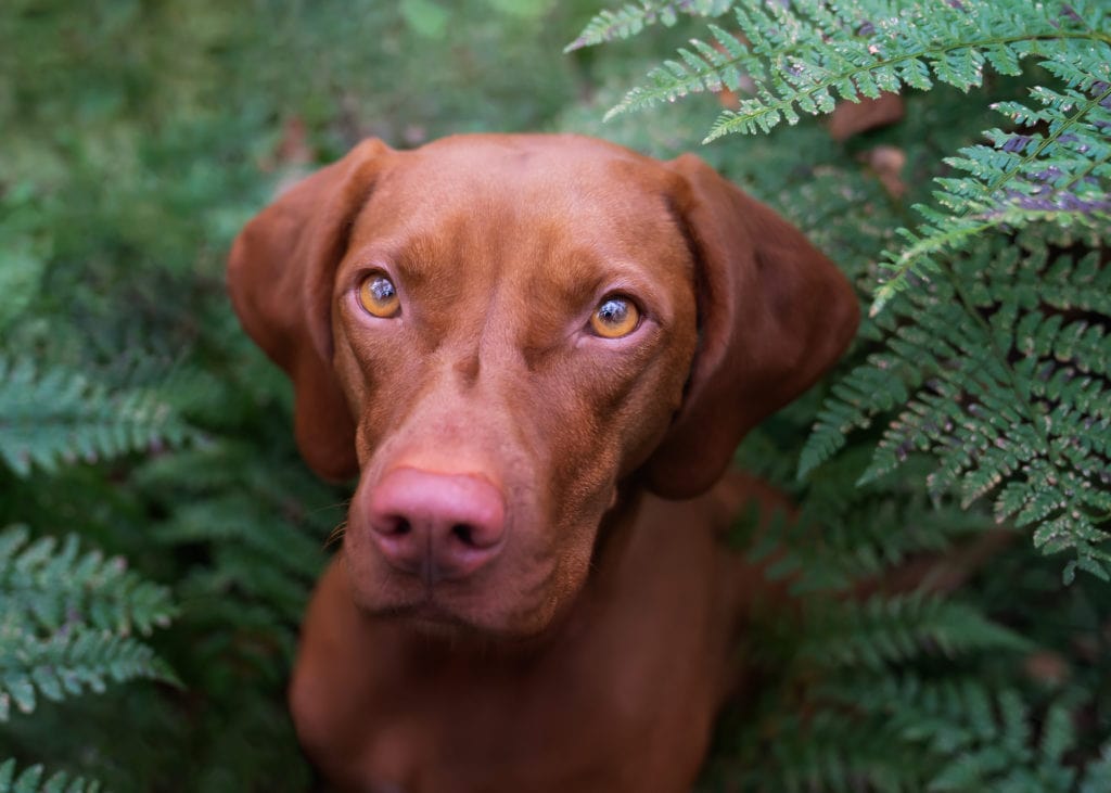 Brauner Hund schaut in die Kamera im Wald