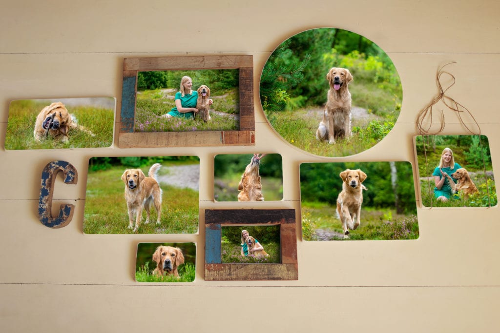 Wandgalerie aus holz mit Hundefotoshooting