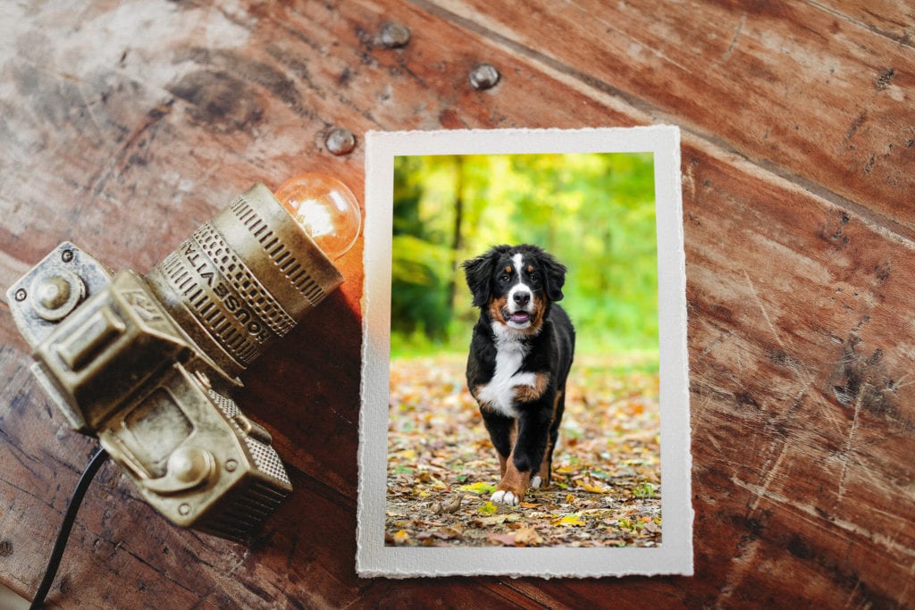 Wandgalerie aus holz mit Hundefotoshooting