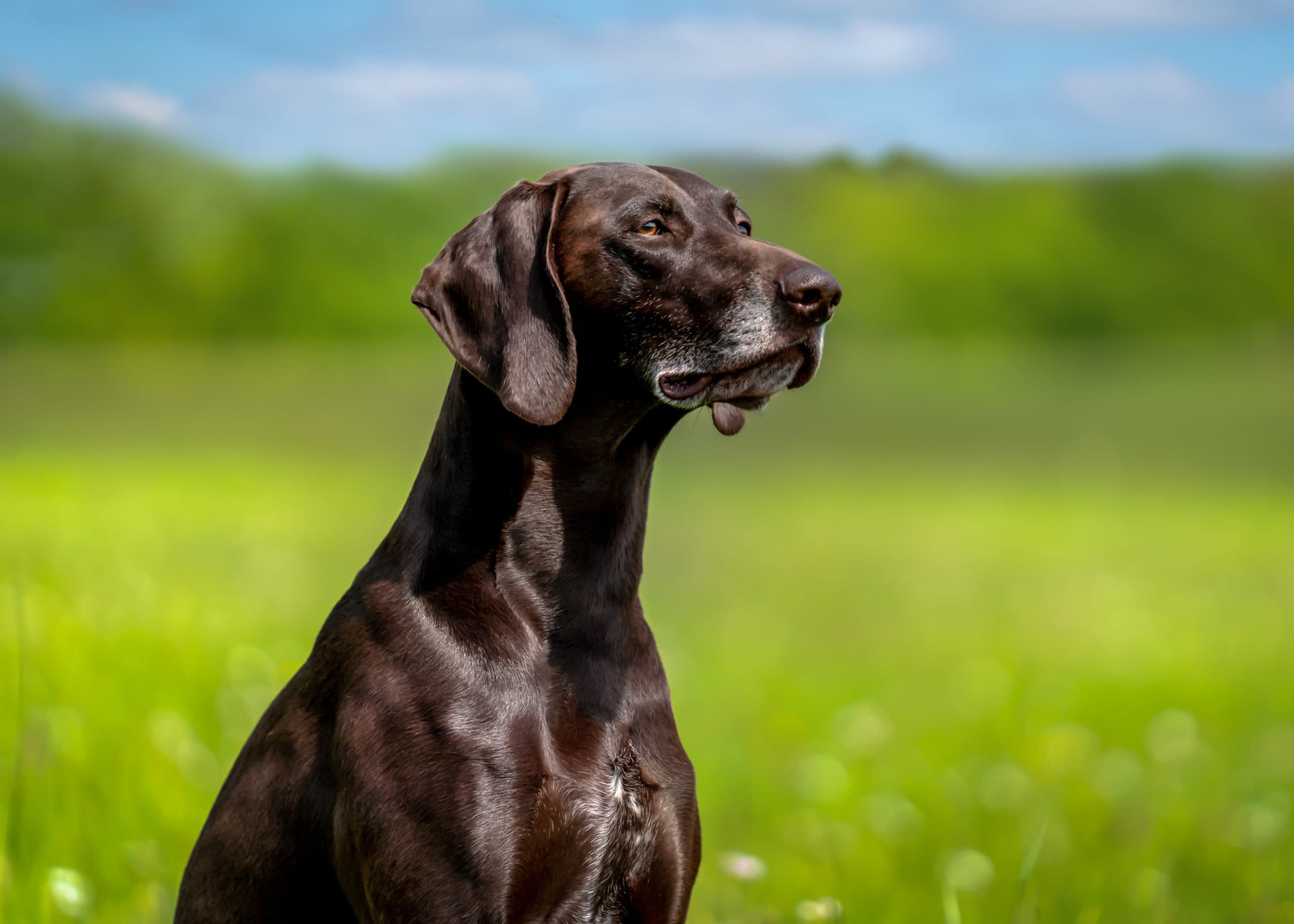 Brauner Deutsch Kurzhaar Hundefotoshooting Hamburg Hundefotografie