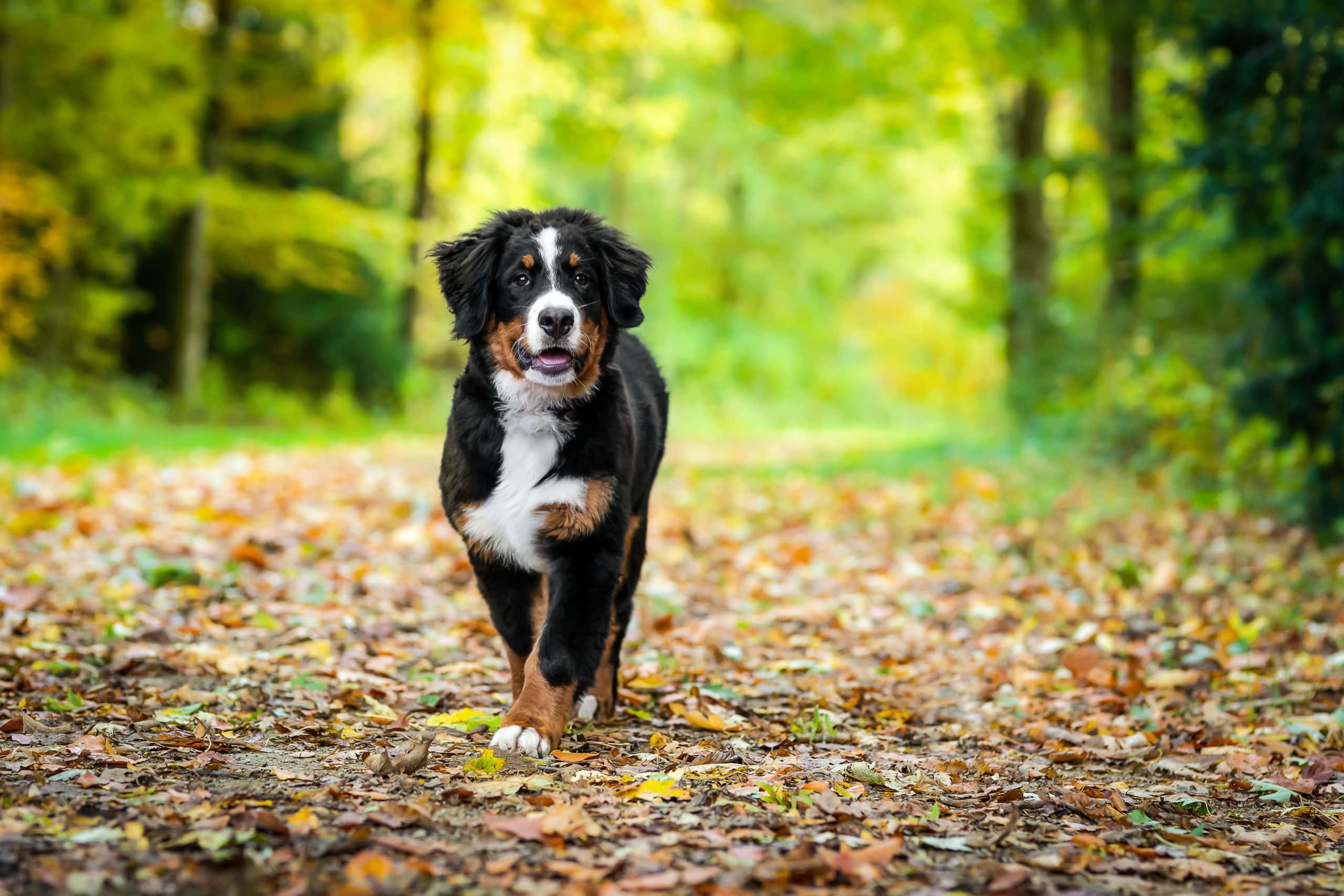 Welpenfotoshooting in Bremen mit Bernersennenwelpe 