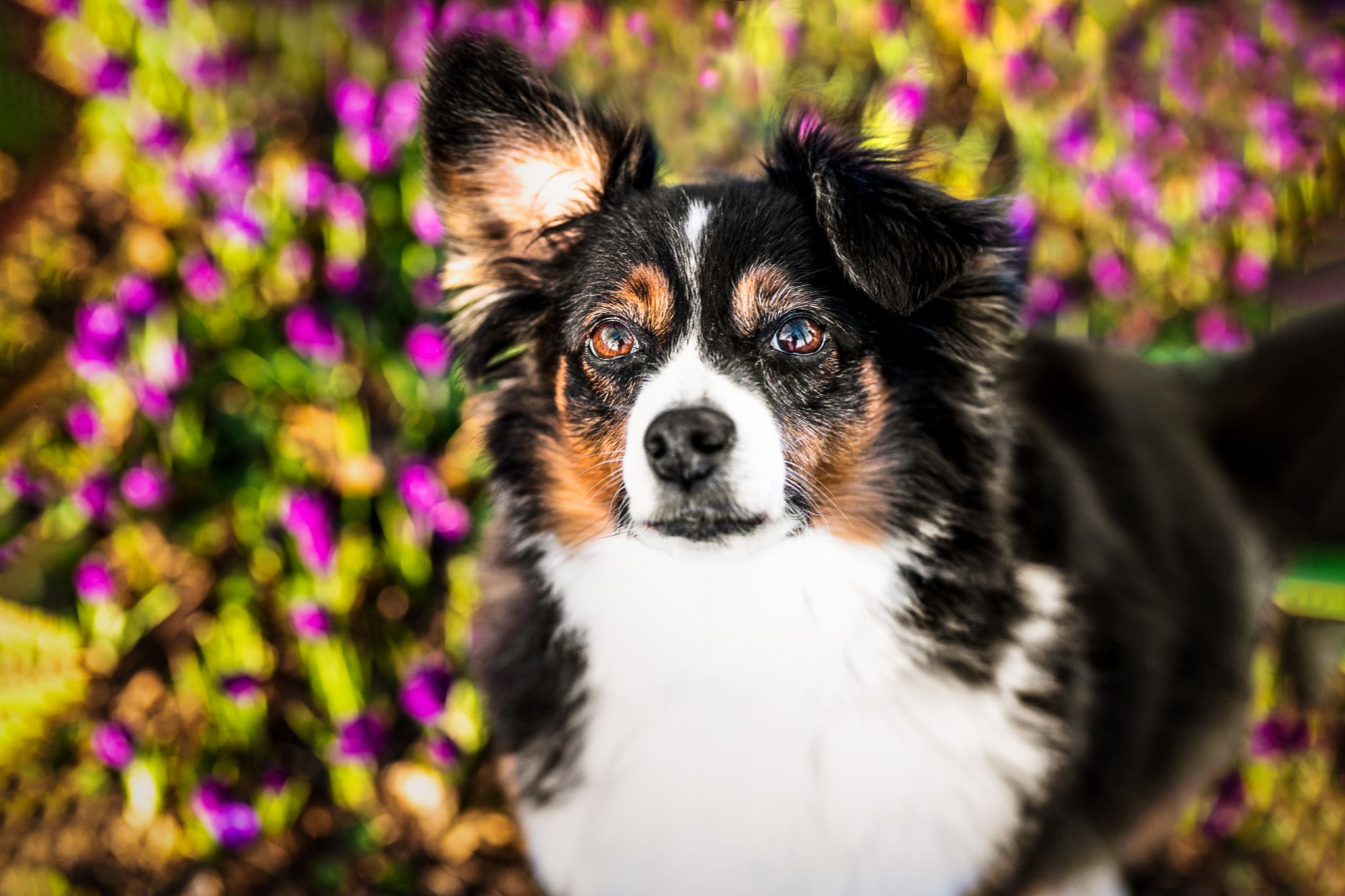 Der Saisonkalender für ein Tierfotoshooting, Fotoshooting mit Hund in den Krokussen in Bremen Oberneuland
