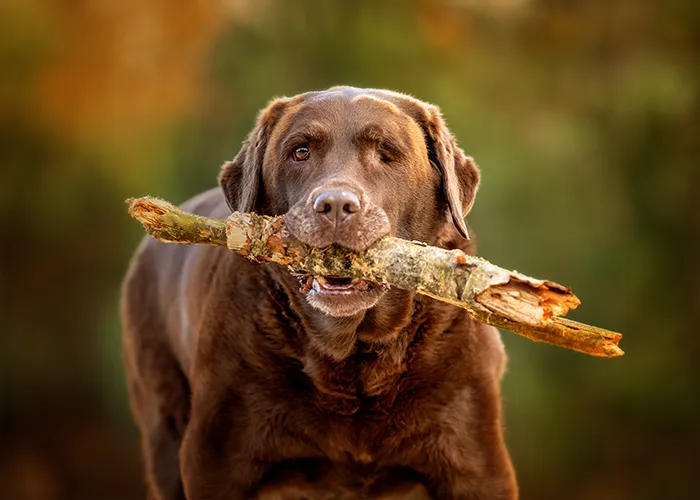 Einäugiger brauner Labrador trägt stolz einen großen Stock im Maul, Hundefotografie in Bremen von Ines Arnshoff.