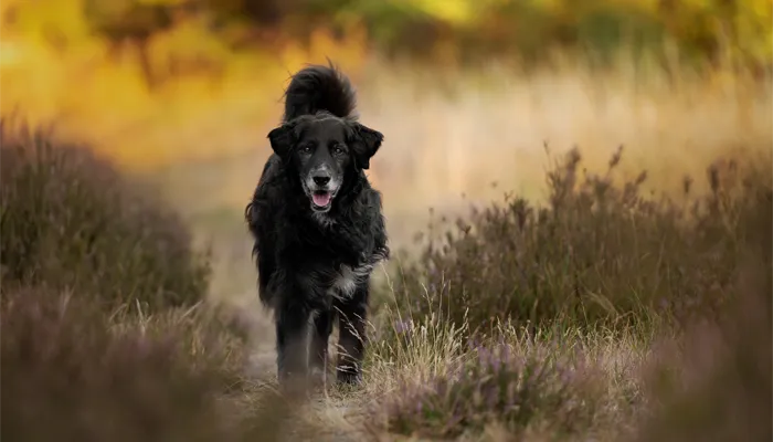 Schwarzer Hund mit grauer Schnauze läuft entspannt über einen Heideweg, fotografiert von Ines Arnshoff, Hundefotografin in Bremen und Niedersachsen