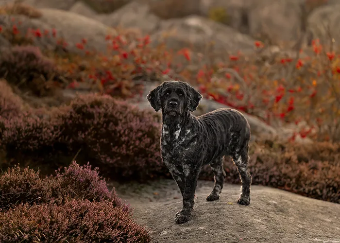 Schwarzer Portugiesischer Wasserhund steht auf Stein und schaut in die Kamera, Hundefotografie in Bremen von Ines Arnshoff.