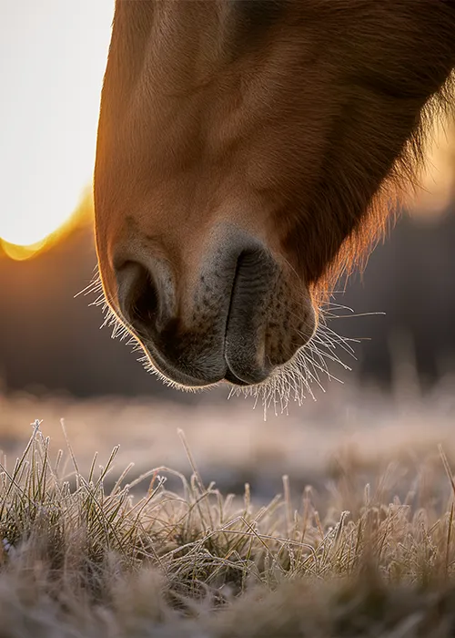 Pferdenüstern im ersten Sonnenlicht mit Raureif auf dem Gras, Pferdefotografie in Bremen von Ines Arnshoff.