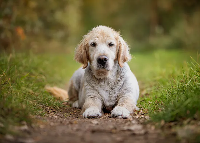 Dieselbe Szene nach der Bildbearbeitung: Golden Retriever ohne Halsband auf dem Waldweg, Tierfotografie in Bremen von Ines Arnshoff