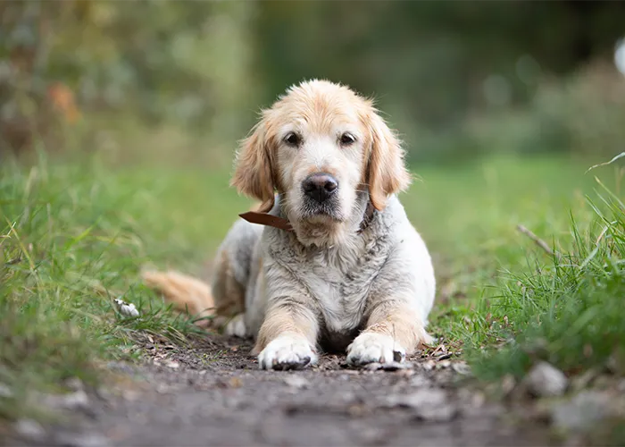 Golden Retriever auf einem Waldweg liegend mit noch sichtbarem Halsband, unbearbeitetes Original, Tierfotografie in Bremen von Ines Arnshoff.
