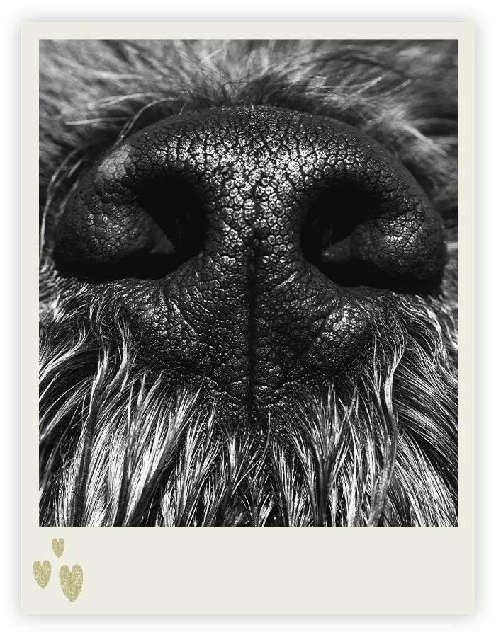Schwarz-weiße Nahaufnahme der feuchten Nase eines zotteligen Hundes mit feiner Fellstruktur, Tierfotografie in Bremen von Ines Arnshoff.