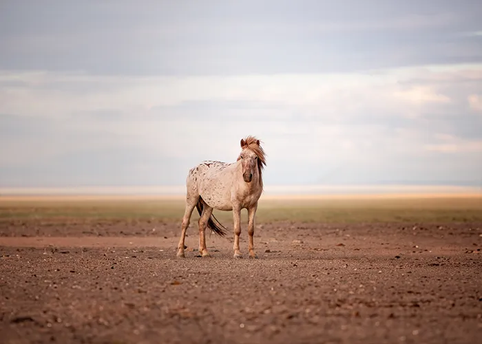 Einzelnes Wildpferd in der kargen, weiten Ebene der Mongolei unter dramatischem Himmel