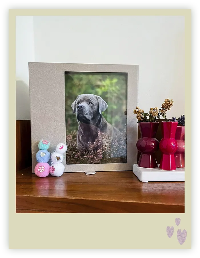 Handgefertigte Bilderbox mit dem Porträt eines silbernen Labradors in der blühenden Heide, aufgestellt auf der Kommode einer Kundin — Fotoprodukt eines Hundefotoshootings in Bremen von Ines Arnshoff.