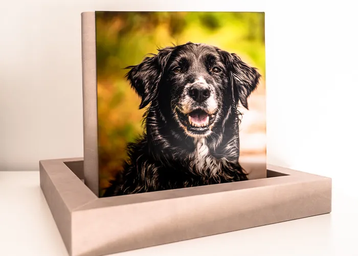 Handgefertigtes Fotoalbum mit Hundeporträt steht aufrecht in seiner Präsentationsbox, Fotoprodukt der Hundefotografie Bremen von Ines Arnshoff