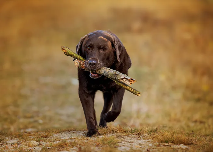 Luna trägt fröhlich einen großen Stock durch die Dünen, ein alter Hund voller Lebensfreude.