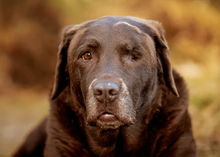 Porträt der alten Labrador-Hündin Luna mit grauer Schnauze und einem fehlenden Auge, würdevolle Hundefotografie von Ines Arnshoff.