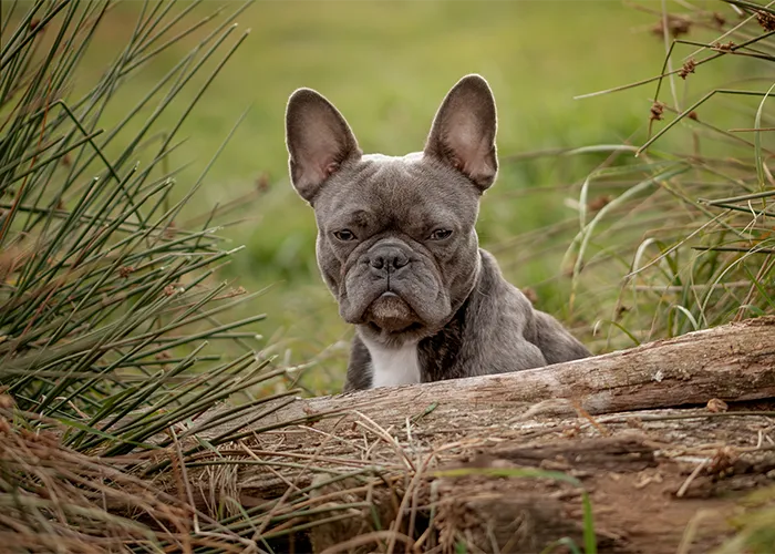 Französische Bulldogge sitzt auf dem alten Baumstamm im Achterdiekpark Oberneuland — aus der unscheinbaren Wiese wird ein besonderes Hundefoto, Hundefotografie in Bremen von Ines Arnshoff