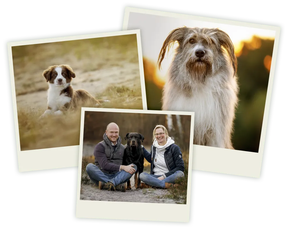 Hunde sitzen aufmerksam im Abendlicht in den Verdener Dünen, Hundefotografie in Bremen und Niedersachsen von Ines Arnshoff